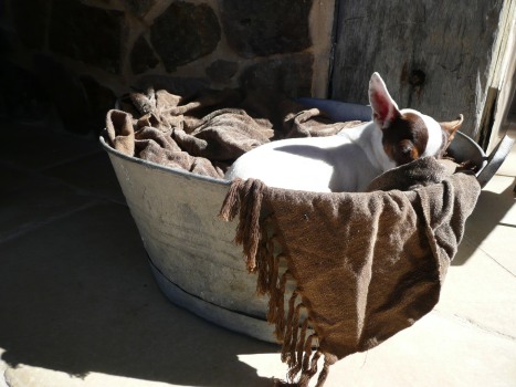 Dog in the basket